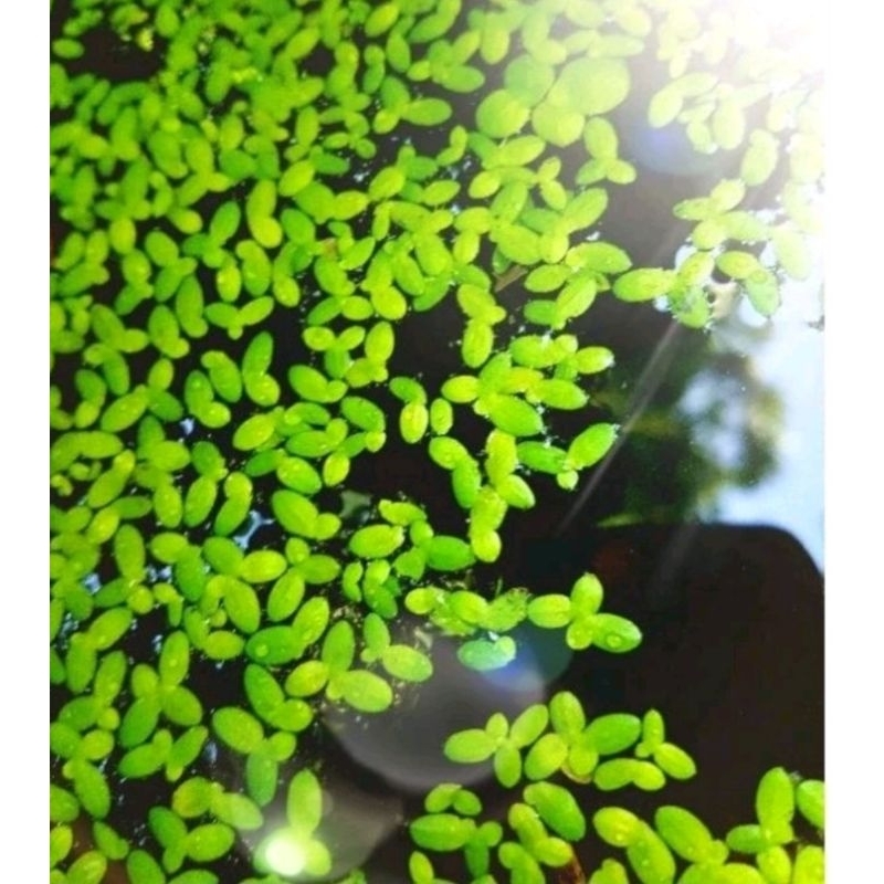 แหนเป็ดเล็ก จิ๋วแต่แจ๋ว - รูปที่ 2