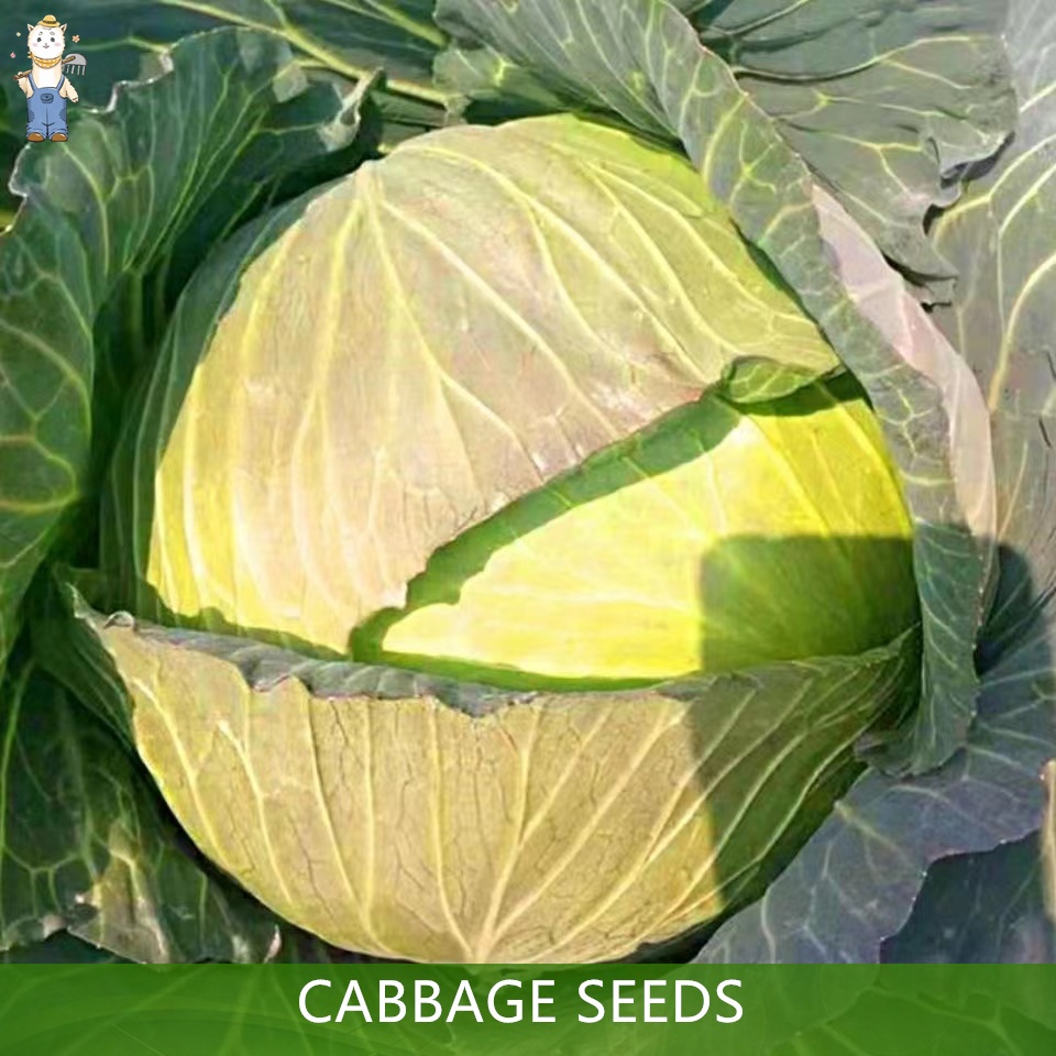 เมล็ดพันธุ์ กะหล่ำปลี เขียว กะหล่ำปลียักษ์ บรรจุ 150เมล็ด Cabbage Seed Organic Vegetable Seeds คุณภาพดี ราคาถูก ของแท้