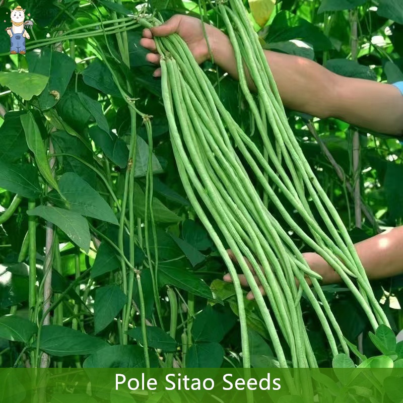 มล็ดพันธุ์ ถั่วฝักยาว 30 เมล็ด( Pole Sitao Seeds) คุณภาพดี ราคาถูก ของแท้ การงอกอย่างรวดเร็ว