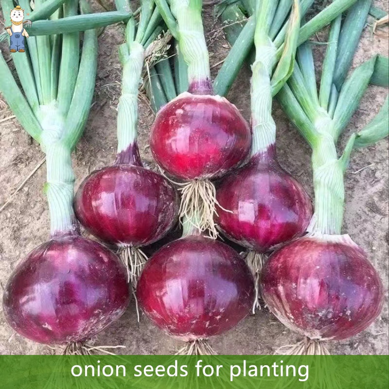 เมล็ดพันธุ์ หัวหอมแดง คุณภาพดี ราคาถูก ของแท้ 100% งอกง่าย 200 เมล็ด Red Onion Seeds คุณภาพดี ราคาถูก ของแท้ พืชผัก