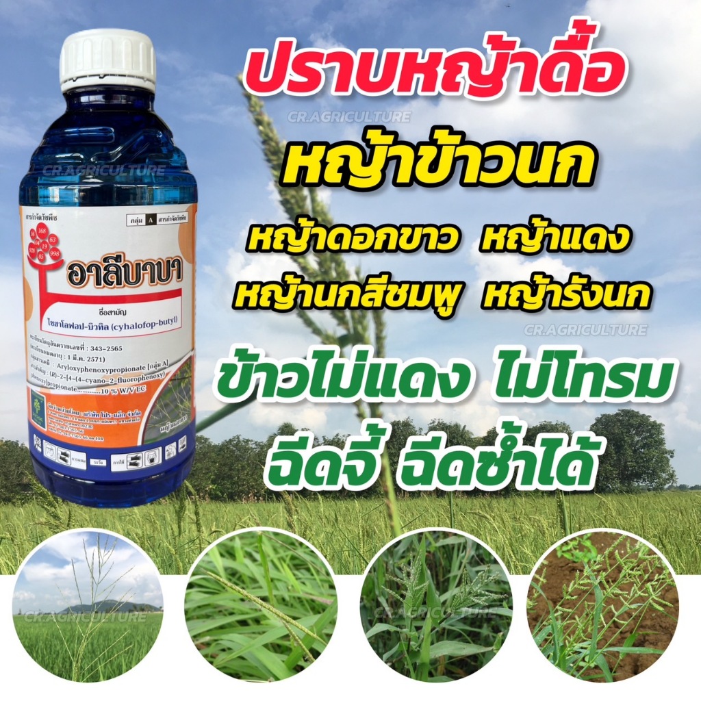 ไซฮาโลฟอบ-บิวทิล ยาเก็บหญ้าในนาข้าว อาลีบาบา สารกำจัดวัชพืช เก็บหญ้า หญ้าข้าวนก หญ้าดอกขาว หญ้าแดง หญ้านกสีชมพู