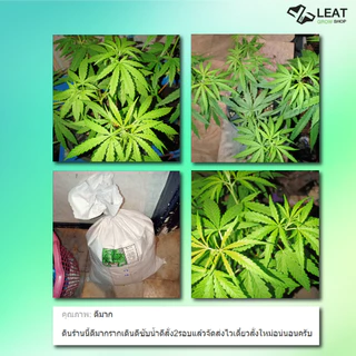 ดินปลูกสูตรทำใบ&ช่อดอก กัญชา 420 planting soil ออแกนิค มีใบรับรองตรวจสารปนเปื้อน แนะนำฟรี