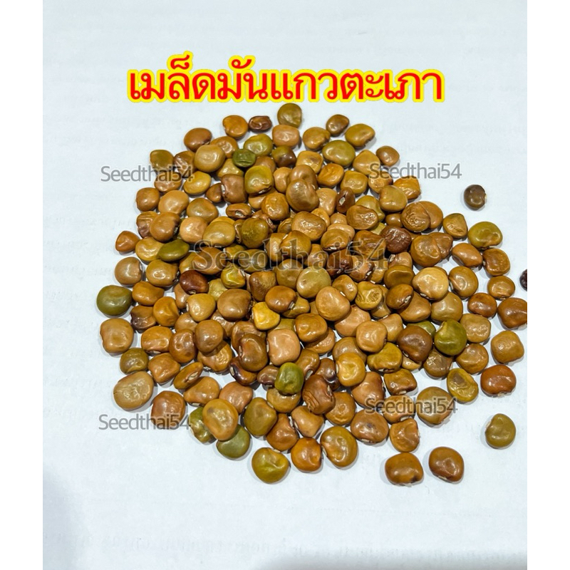 เมล็ดมันแกวตะเภา กรอบ เนื้อแน่น ขาว หวาน