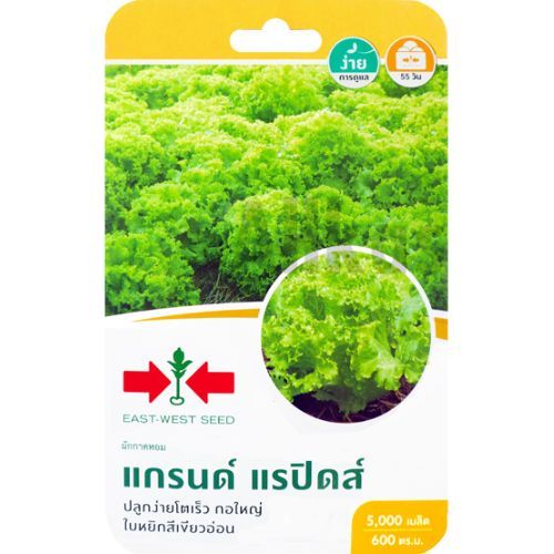 เมล็ดผักกาดหอม แกรนด์ แรปิดส์ ตราศรแดง