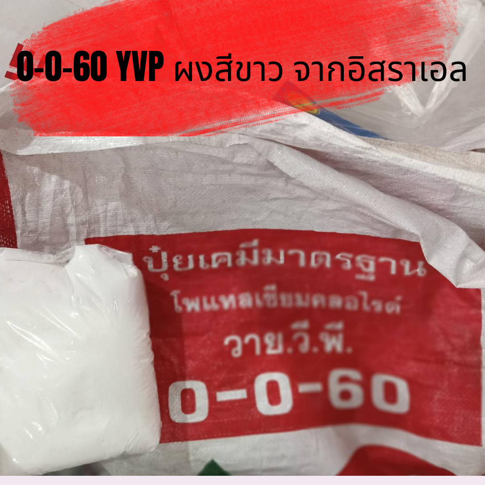 ปุ๋ย วาย.วี.พี YVP สูตร 0-0-60 (5กิโล) ผงขาวจากอิสราเอล เร่งและขยายผลผลิตพืชทุกชนิด
