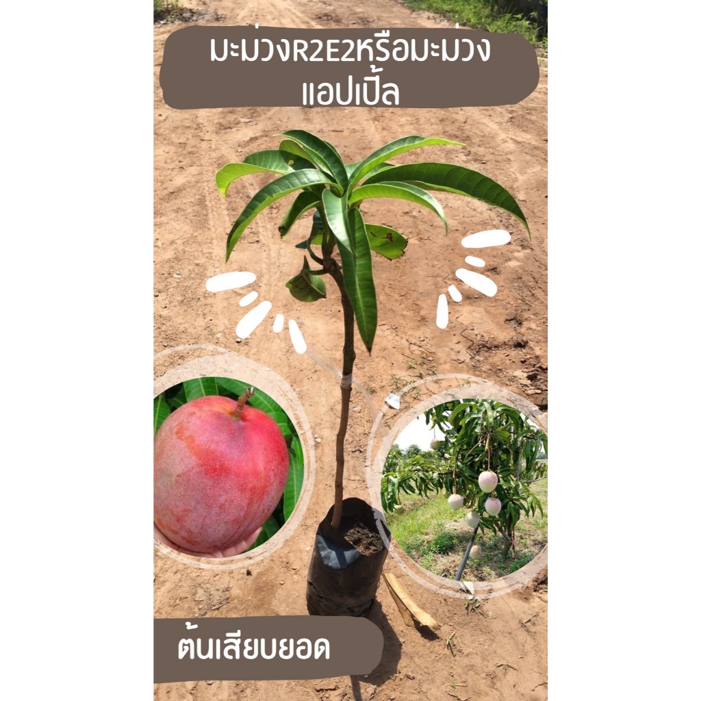 มะม่วง R2E2 มะม่วงแอปเปิ้ล 1 ต้น