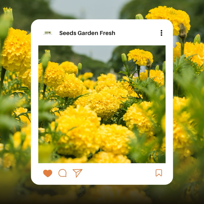 เมล็ดพันธุ์ ดาวเรืองสีเหลือง บรรจุ 1,000 เมล็ด - รูปที่ 5