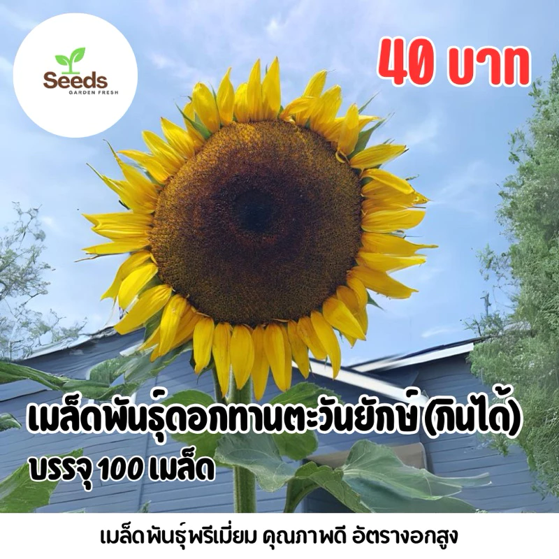 เมล็ดพันธุ์ดอกทานตะวันยักษ์กินได้ (Sunzilla) บรรจุ 100 เมล็ด