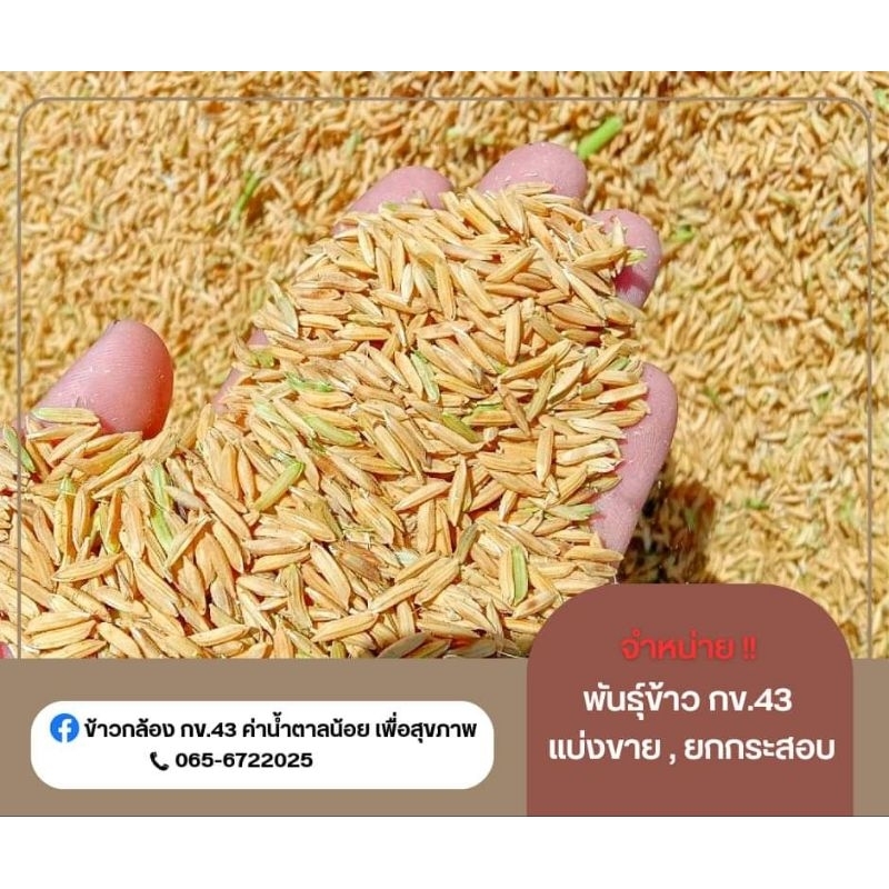 พันธุ์ข้าวกข43 น้ำหนัก 2 กิโลกรัม ข้าวกข43 สุพรรณบุรี พันธุ์ข้าว