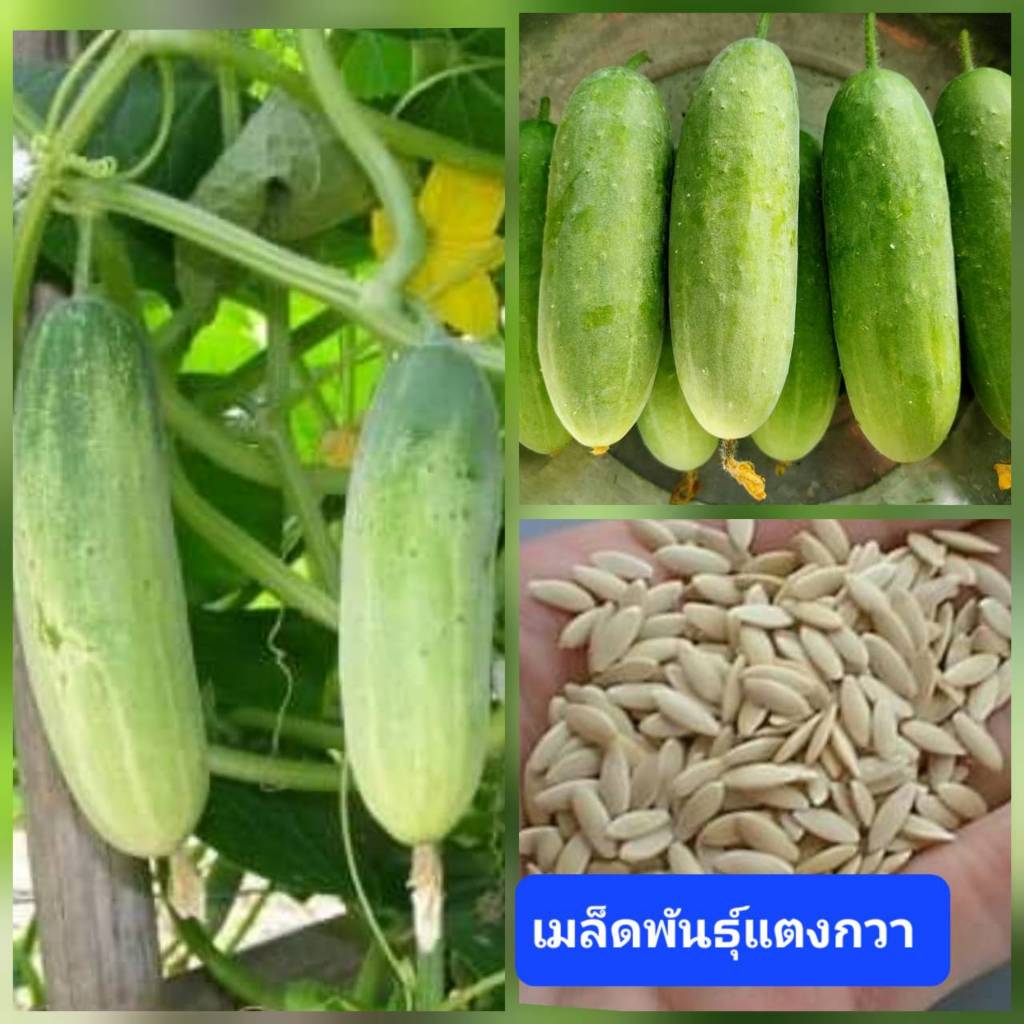 เมล็ดแตงกวา 30 เมล็ด เมล็ดพันธุ์แตงกวา เมล็ดผักสวนครัว เมล็ดผัก