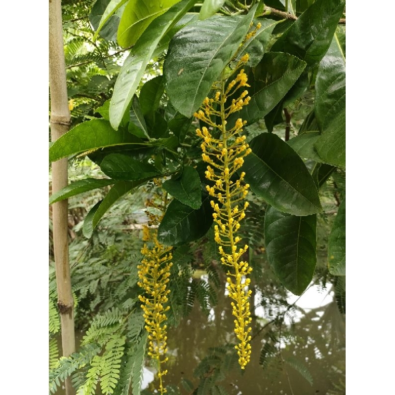 ต้นโซ่ทองคำ(Golden Chain, Golden Rain)ส่งพร้อมกระถาง 10 นิ้ว   ออกดอกสวยเป็นช่อยาว ดอกสีเหลือง ต้นแข็งแรงพร้อมปลูก