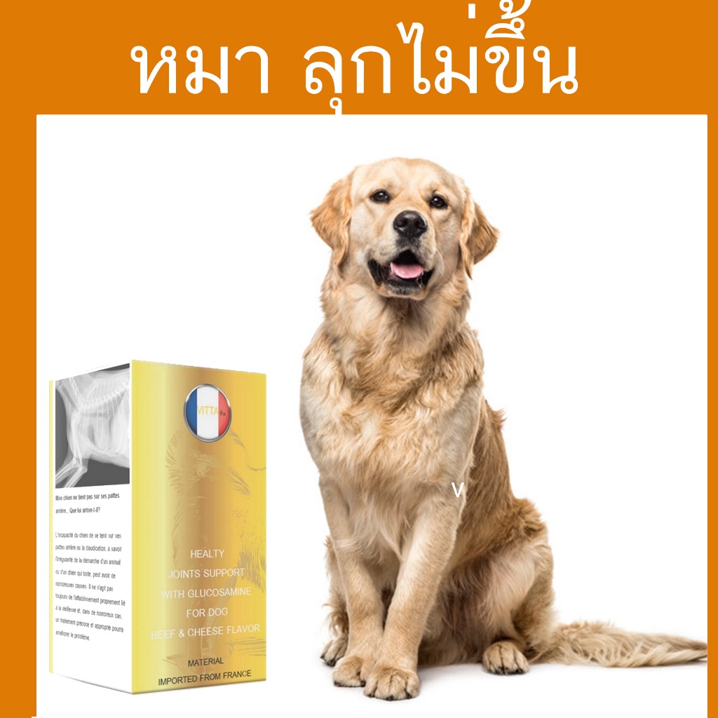 สุนัขขาหลังอ่อนแรง pantip สุนัขขาหลังอ่อนแรง สาเหตุ