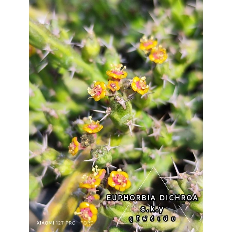 EUPHORBIA DICHROA,,,