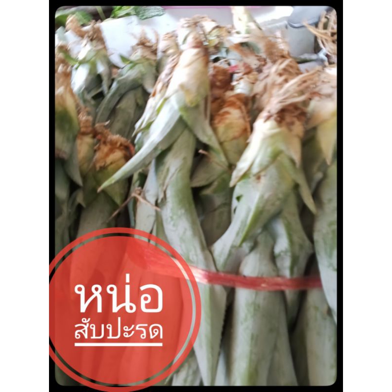 หน่อสับปะรด(ปัตตาเวีย) 50หน่อแถม2(หากลูกค้า60หน่อ(ขึ้นไปหน่อแยกคำสั่งซื้อตัดแต่งหน่อพร้อมปลูก