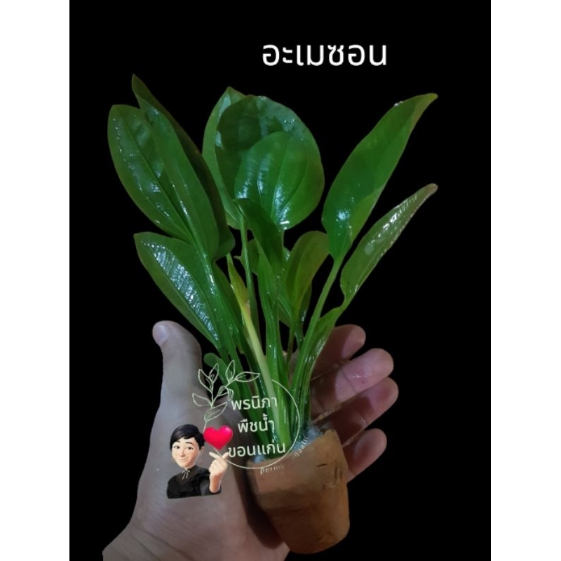 ต้นอะเมซอนประดับอ่างปลาตู้ปลาสวยงาม