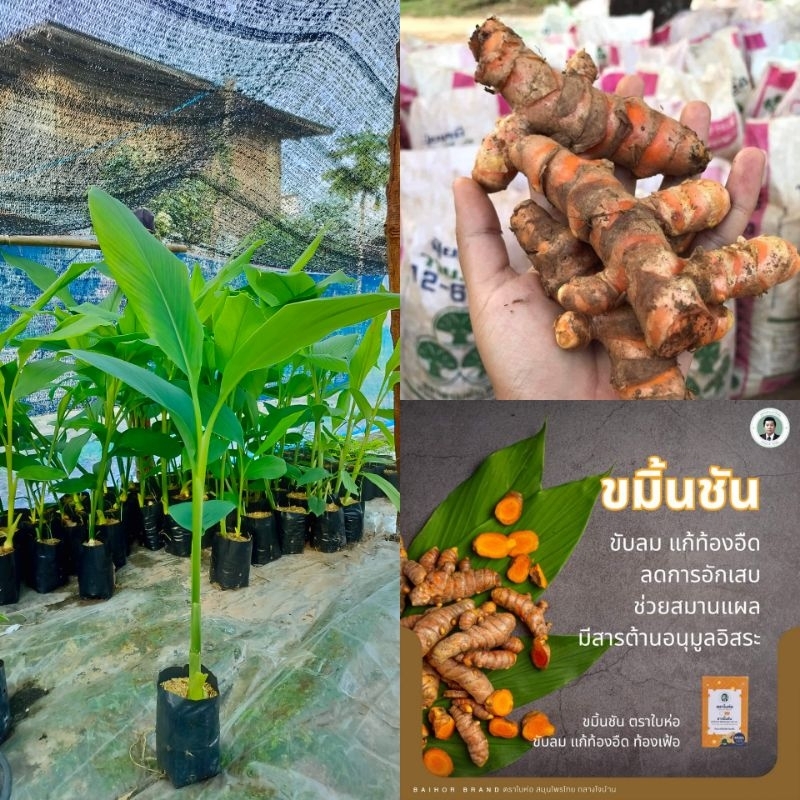 ต้นขมิ้นชัน สมุนไพรพื้นบ้าน ชำถุงพร้อมปลูก ลำต้นเเข็งเเรง สินค้าเสียหายยินดีเคลมฟรี