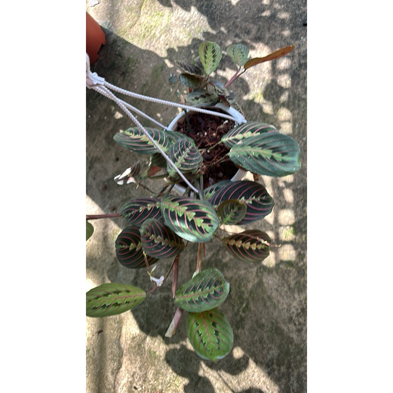 Maranta Red มารันต้าเรดใบสวย ใบเด่น กระถางแขวน5-6นิ้วแขวน