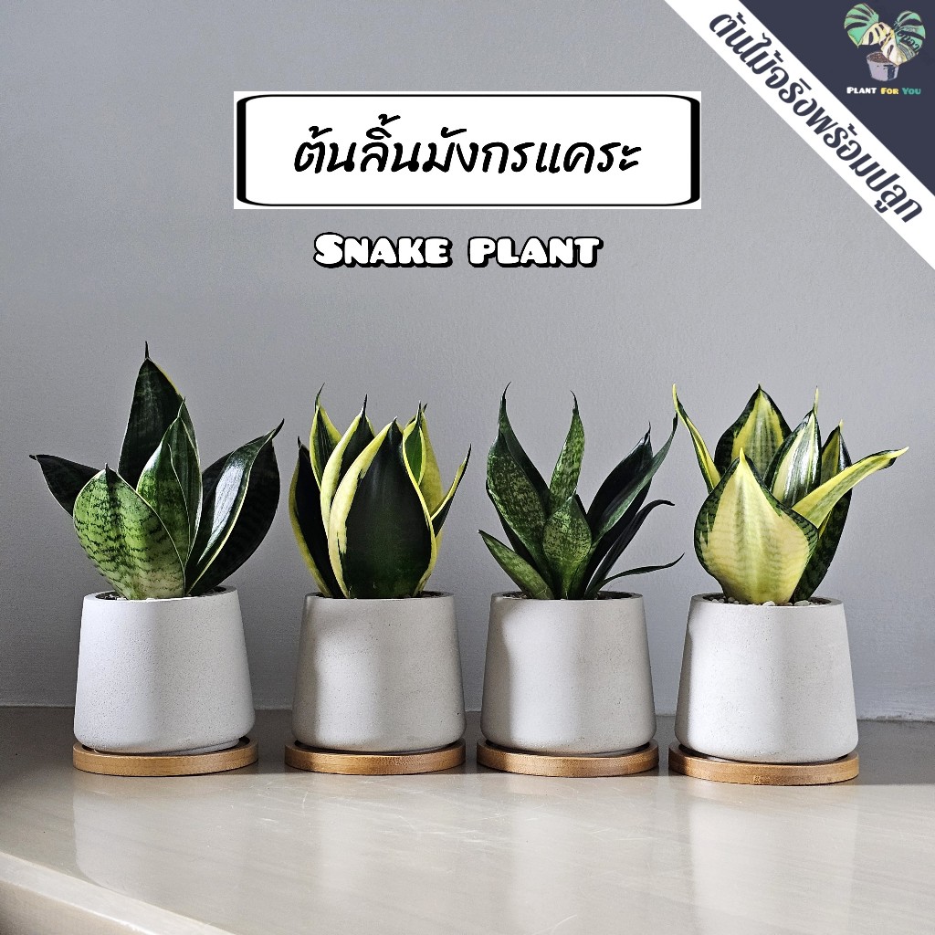 💤ลิ้นมังกรแคระ (Snake Plant) "หลายสายพันธุ์" (ต้นไม้ฟอกอากาศ/ตั้งโต๊ะทำงาน/ห้องนอน) กระถางปูนเปลือย 3"นิ้้ว