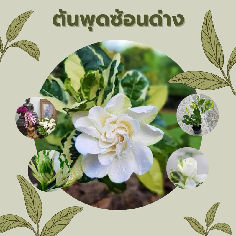 ต้นพุดซ้อนด่าง พุดซ้อนใบด่าง ไม้มงคล (สูง 15-20 ซม) - ChayTongAong