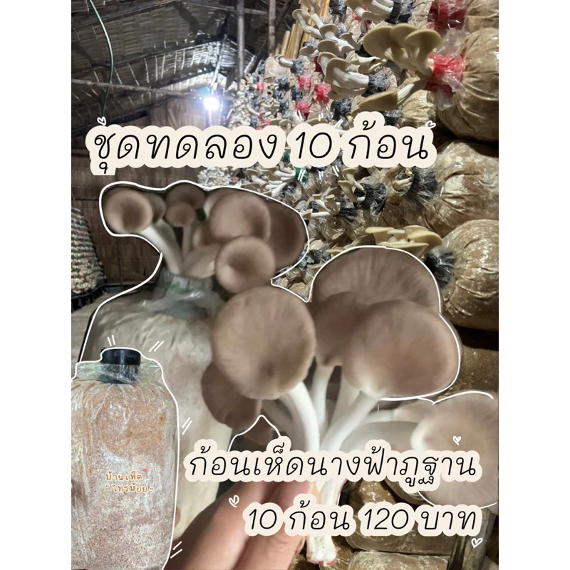 ก้อนเชื้อเห็ดนางฟ้าภูฐาน(ก้อนเชื้อเต็มพร้อมเปิดหมด) คู่มือการปลูกทักแชท กดสั่งทีละ1กล่องเพื่อไม่ให้แตกเสียหาย