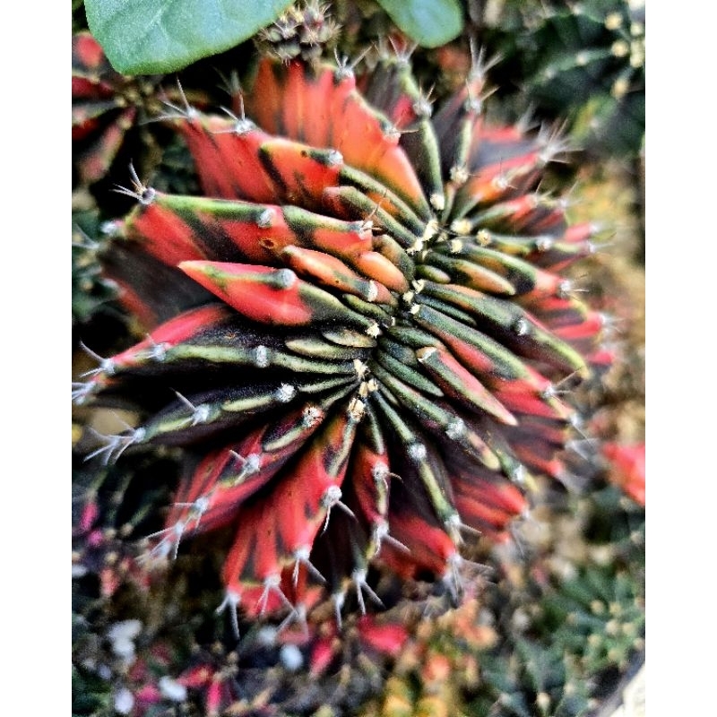 Gymnocalycium​  Black​ Pearl​  Cristata