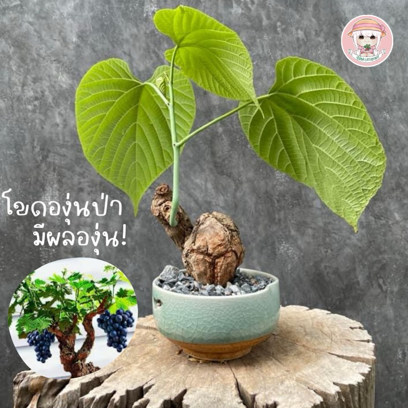 โขดองุ่นป่า Ampelocissus