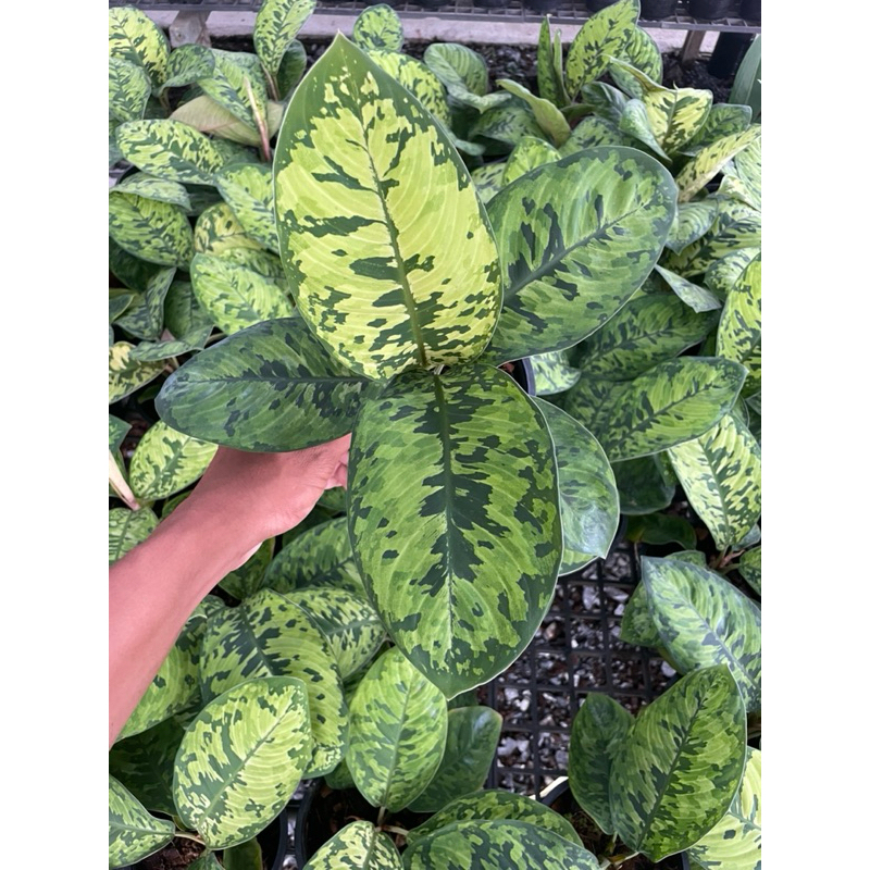 Homalomena wallisii ต้นร่มญี่ปุ่น ฟอร์มสวย ใบใหญ่ กระถาง 5“