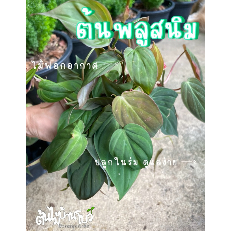 ต้นพลูสนิม ไซส์กระถาง4" ไม้ในร่ม ฟอกอากาศ ปลูกง่าย