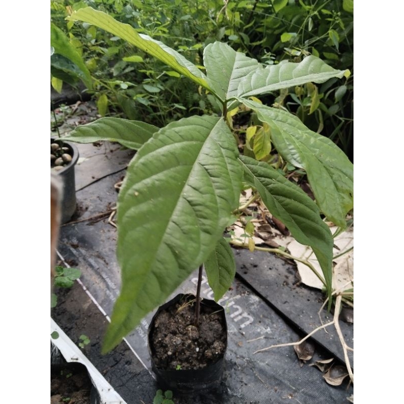 อะโวคาโดเวียดนามta21 ขายต้นกล้าแพ็ค2ต้น100บาท(ความสูงประมาณ 40 ซม)