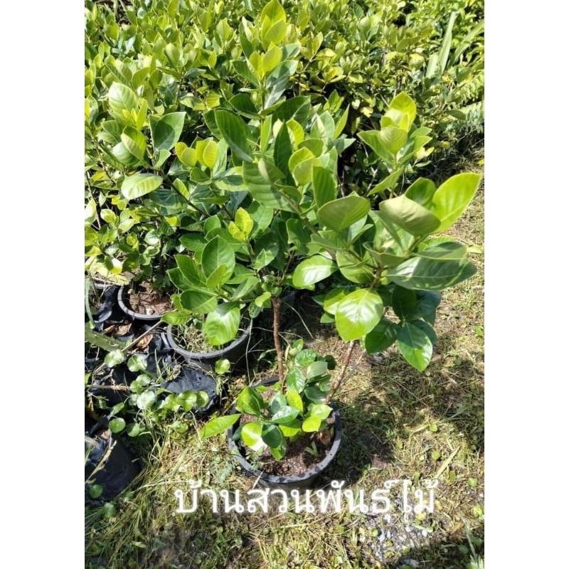 ต้นพุดบางใหญ่ ต้นกิ่งชำ สูง 50-60 ซม.