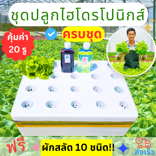 ชุดปลูกไฮโดรโปนิกส์ ครบชุด ถูกที่สุด189บ. กล่องโฟมปลูกผักไฮโดรโปนิกส์ ทุกระบบ ผักสลัด ผักไทย ปุ๋ยไฮโดรโปนิกส์