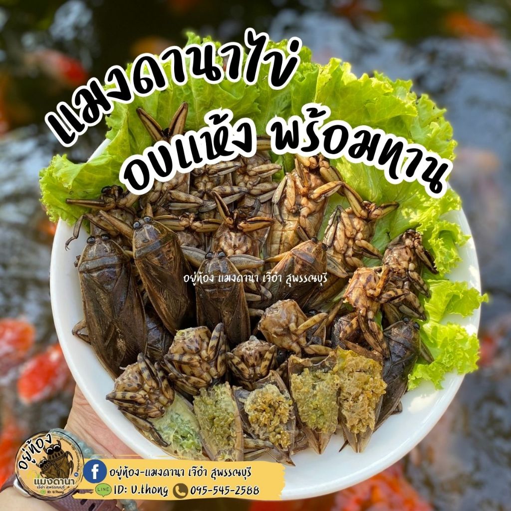 แมงดาไข่อบลมร้อน มีไข่ทุกตัว ขายเป็นตัว (ขั้นต่ำ 10 ตัว)