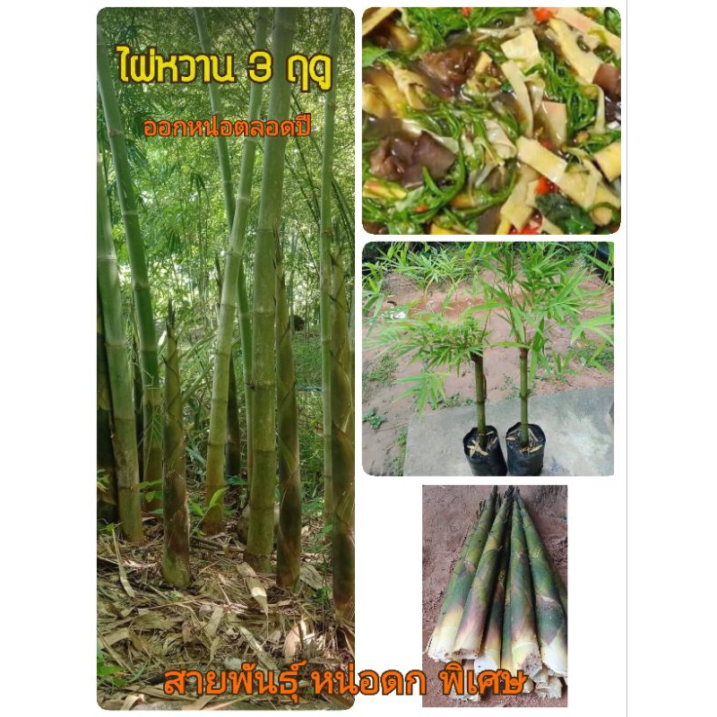 ไผ่เลี้ยงหวานหรือไผ่สามฤดูต้นละ 102 บาท(ขั้นต่ำ2ต้น)