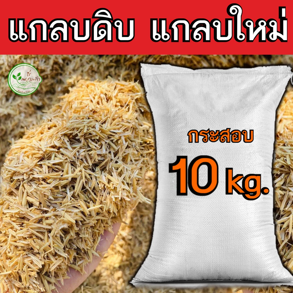แกลบดิบ 100 เปอร์เซ็น คัดคุณภาพอย่างดี 10 กิโล แกลบใหม่ ช่วยเพิ่มธาตุอาหารดินมีช่องว่างระบายน้ำระบายอากาศได้ดี