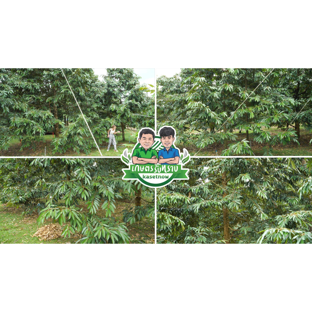 ชุดสี่เกลอ อาหารพืช จุลธาตุ แคลเซียมโบรอน อะมีซี ชุดครบครัน เกษตรรับทราบ