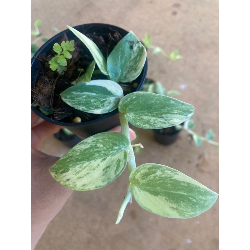 rhaphidophora hongkongensis mint variegated กระถาง 3 นิ้ว