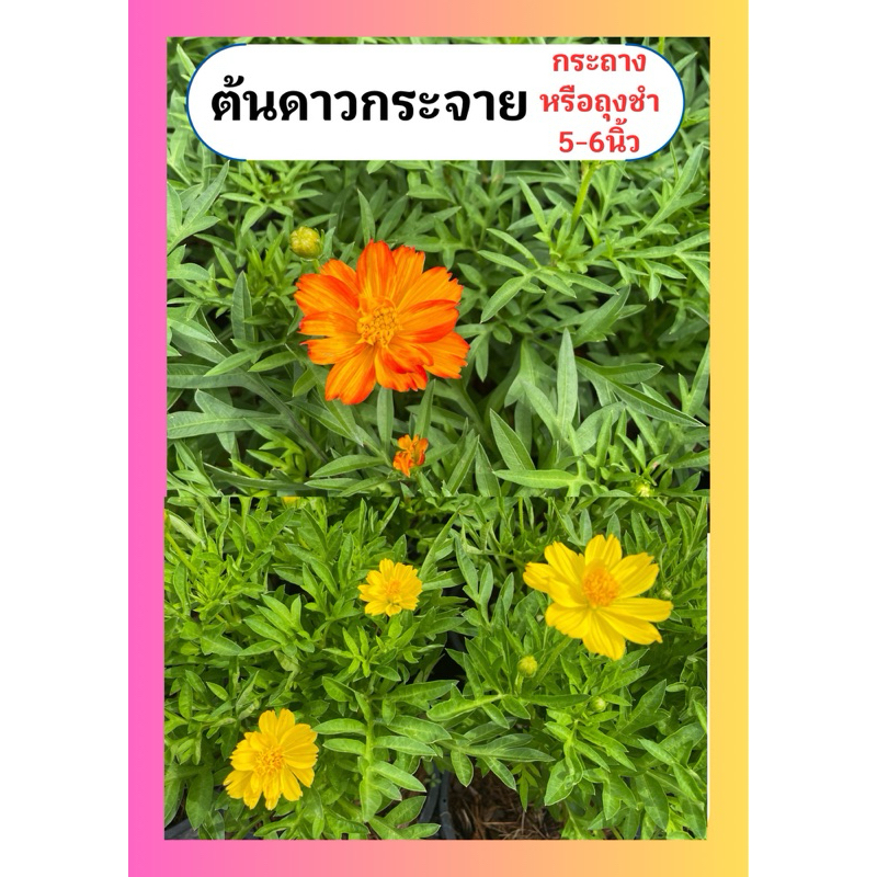 ต้นดาวกระจาย ออกดอกน่ารัก ทนแดด กระถางหรือถุงชำ5-6นิ้ว