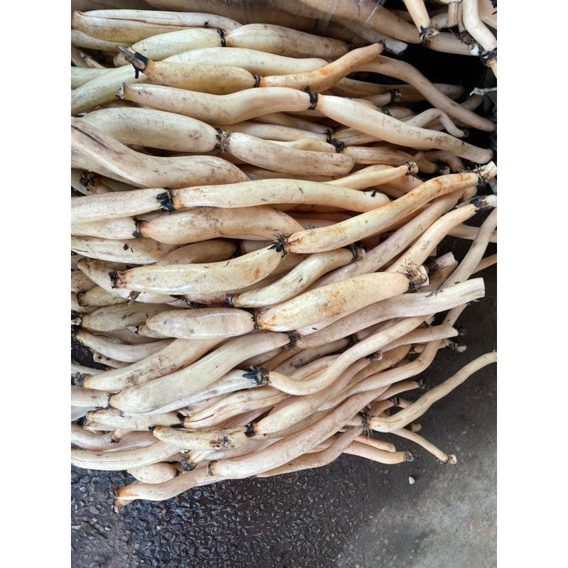 รากบัวไทยสด จากบึงบอระเพ็ด - รูปที่ 2