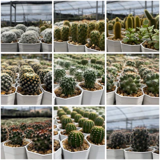 🌵 A Little cactus🌵| แคคตัสยกถาด 54 ต้น สามารถระบุพันธ์ให้ทางร้านได้ แคคตัส กระบองเพชร