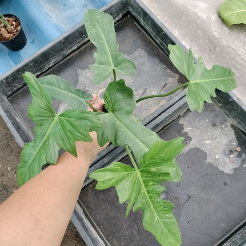 ❤️ (22/9/67) Philodendron Minarun ☘️ ฟิโลเดนดรอน พลูจีบ ด่างลายเมฆ Golden Dragon 🌱 ไม้ฟอกอากาศ ไม้ด่