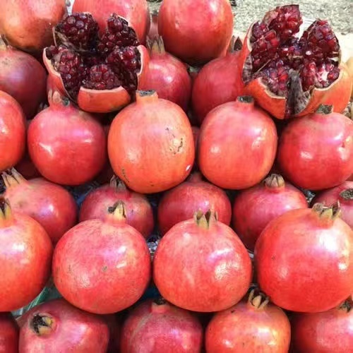 ประเทศไทยพร้อมสต็อก* 50เมล็ด ทับทิมแดง เมล็ดพันธุ์ Edible Pomegranate Seeds for Planting เมล็ดพันธุ์ผลไม้ ต้นไม้หายาก