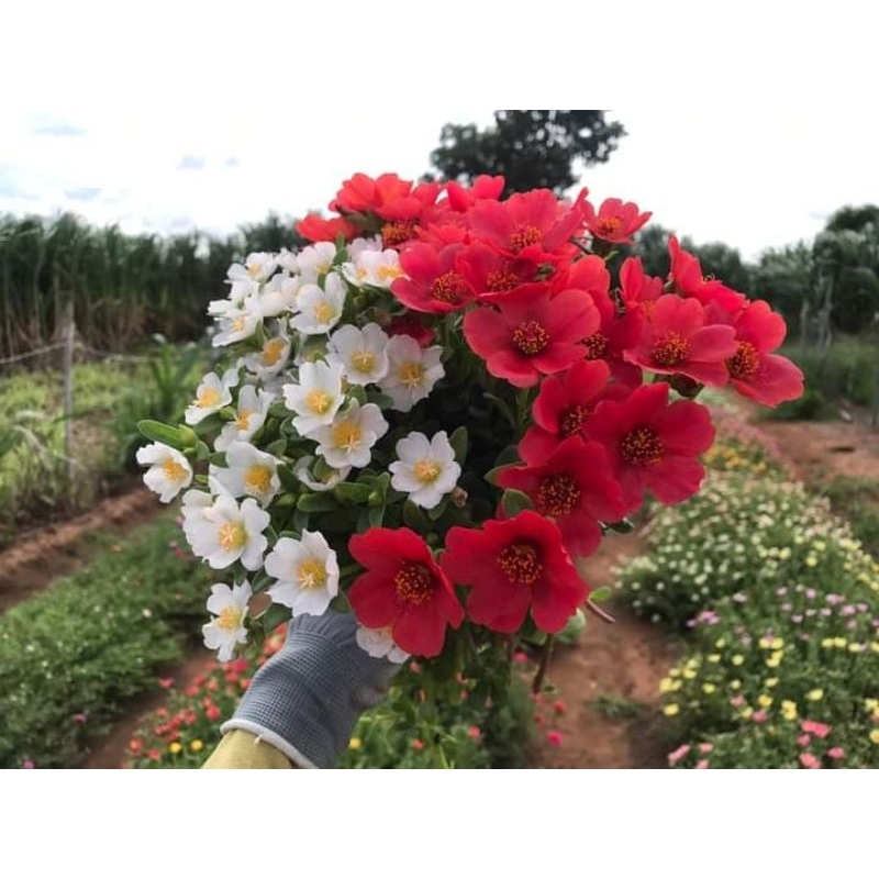 คุณนายตื่นสาย สีขาว-แดง ตามรูป สีตัดกัน ปลูก2สี ก็สวยได้ ราคา ถูกที่สุด ดีลบีเคเค แกลเลอรีภาพที่ 6