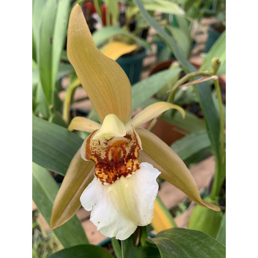 เอื้องเทียนพม่า ดอกใหญ่ Coelogyne lawrenceana กล้วยไม้หายาก ดอกใหญ่