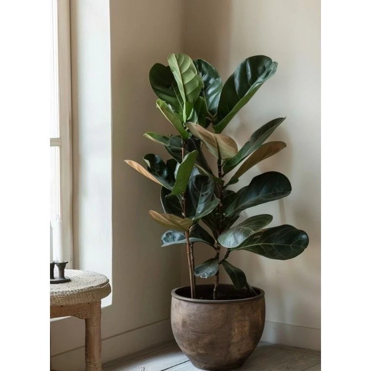 ไทรใบสัก ไม้ฟอกอากาศ ฟอร์มสวย (Fiddle Fig)