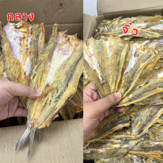 ถูกมาก‼ ปลาช่อนทะเล🐟ปลาจิ๊กโก๋ ไม่เค็มมาก ทำสดใหม่ แห้งมาก ปลาแห้ง