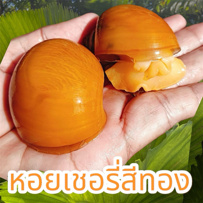 หอยเชอรี่สีทอง นิยมเลี้ยงมากๆ ขายเป็นคู่ นิยมมากตอนนี้ ขนาดใหญ่สีทอง
