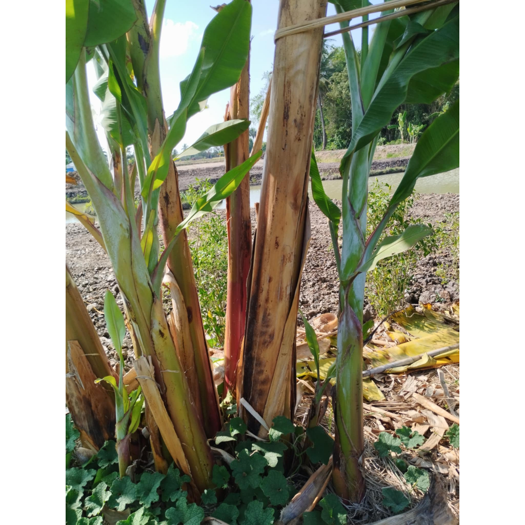 หน่อกล้วยสาวกระทืบหอ กล้วยแปลก กล้วยโบราณ กล้วยหายาก กล้วยสะสม ขุดสดหุ้มขุยมะพร้าวพร้อมส่ง - รูปที่ 2