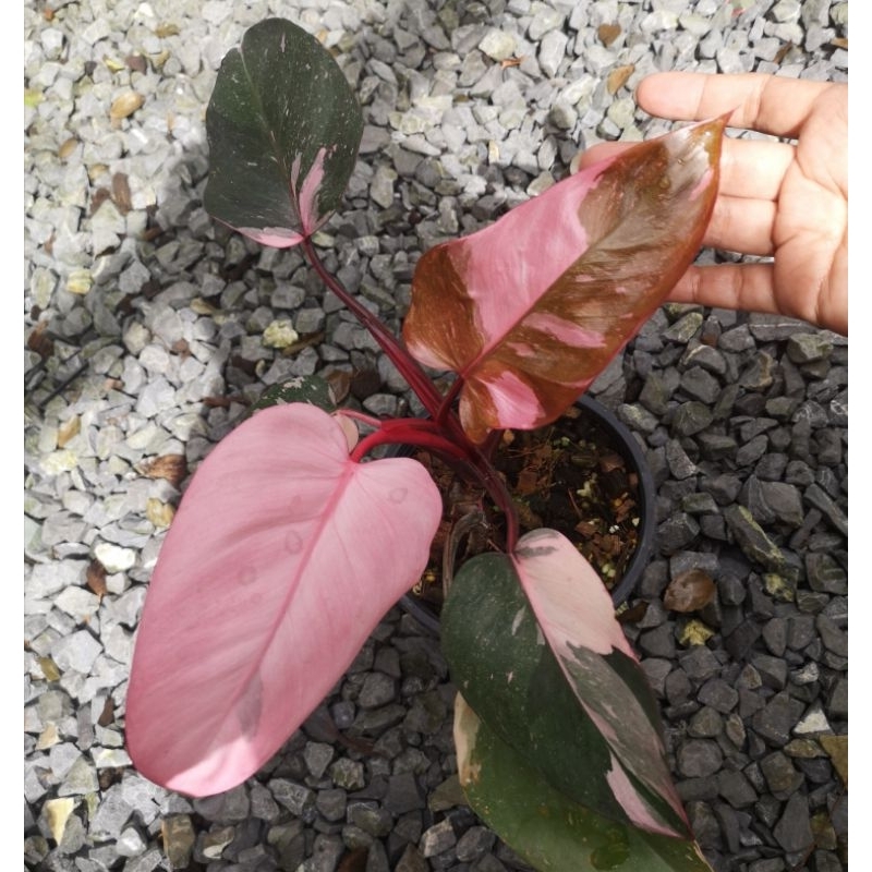 Philodendron  PinkPrincess พิ้งปริ้นเซสฟิโลเดนดรอน พิ้งปริ้นเซส มาเบิ้ลคิง Pink Princess Marble King