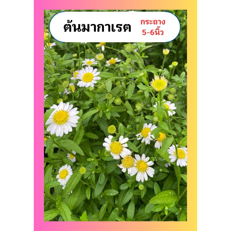 ต้นมากาเร็ต มากาเร็ตบอร์เนียว ดอกขาวอมม่วงอ่อน  เดซี่ ดอกน่ารัก ทนแดด มีดอกทั้งปี กระถาง 5 นิ้ว