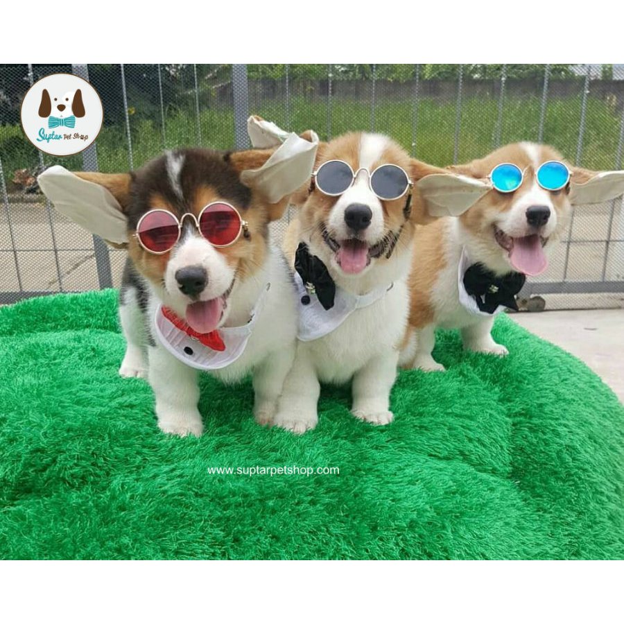 แว่นหมา แว่นแมว แว่นตากันแดดสัตว์เลี้ยง ทรงกลม เหมาะกับ หมาแมว กระต่าย ขนาดเล็ก มีสายรัดให้ฟรี